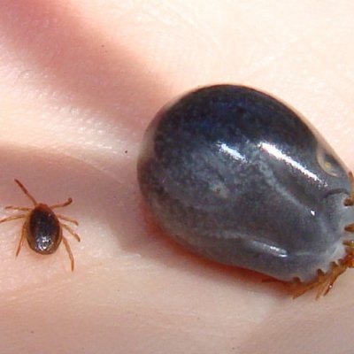 Paralysis Tick before and after feeding